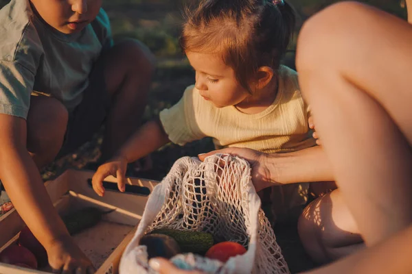 Jardinage Familial Garçon Une Fille Aidant Mère Déplacer Les Légumes — Photo