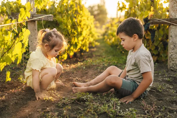 Üzüm Bağında Yerde Oynayan Iki Beyaz Çocuk Ebeveynlerinin Bahçıvanlığı Bitirmesini — Stok fotoğraf