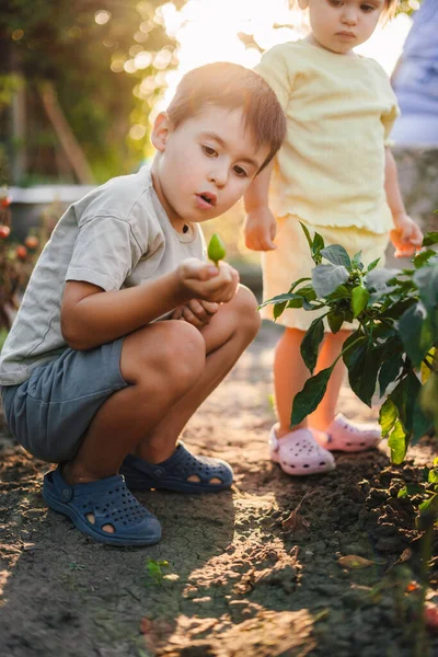 Bahçede Yetişen Kırmızı Biber Toplayan Sevimli Beyaz Çocuk Yaz Hasat — Stok fotoğraf