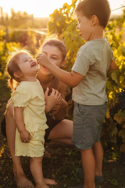 Happy family walking in vineyard, having fun outdoor eating grape at harvest time in vineyards. Grape farm. Small family business. Happy smiling cheerful