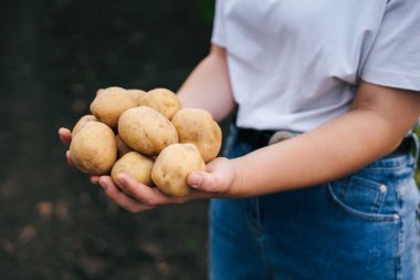 Arka planda bir avuç patatesi tutan bir çiftçinin yakın plan portresi. Tarım kavramı. Lezzetli yemekler. Koleksiyon, tarım.