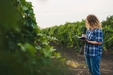 Kafkasyalı kadın çiftçi üzüm bağlarında dikilip, hasadı seyrediyor, kırsal bölgelerde tarım projesini planlamak için notlar alıyor. Teknoloji konsepti