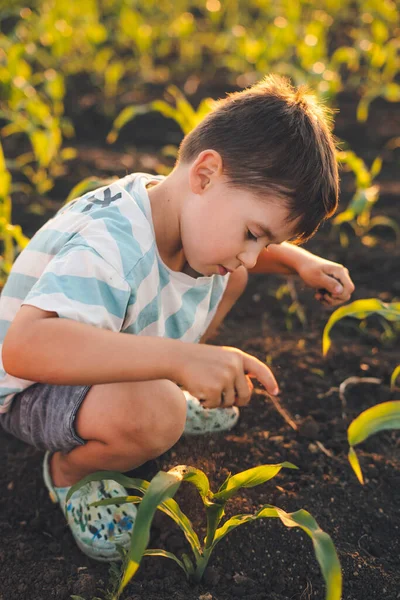 Kaukasischer Junge Der Bei Sonnenuntergang Durch Das Kornfeld Spielt Kinder — Stockfoto