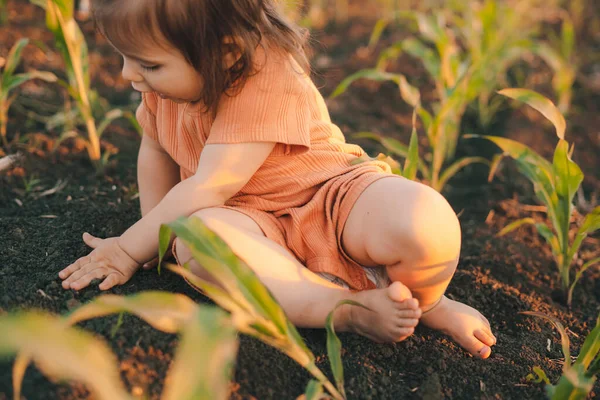 Menina Campo Milho Verde Brincando Enquanto Espera Por Seus Pais — Fotografia de Stock