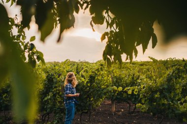 Tabletli bir kadın çiftçi, üzüm bağındaki yeşil üzümleri kontrol ediyor. Akıllı tarım ve dijital tarım kavramı. Kullanıcı kadın