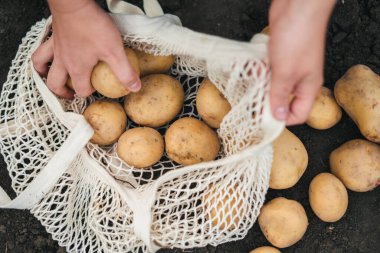 Bir kadın, eko torbasına koymak için yerden hasat topluyor. Sebzeleri topla, ayır ve paketle. Organik bahçıvanlık ve tarım.