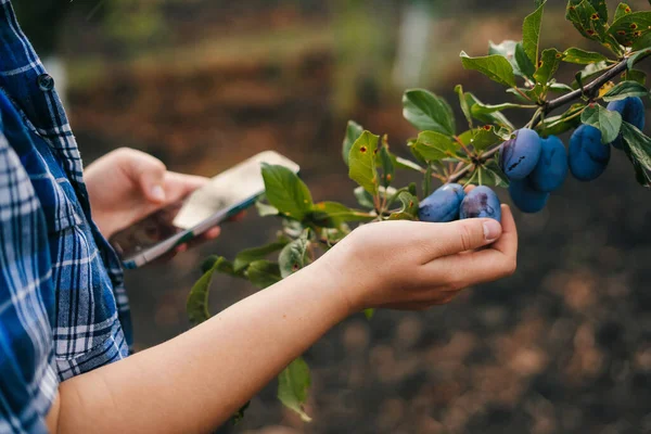 デジタルタブレットで作業する女性の手のクローズアップ肖像は 果樹園で有機梅の果物を検査します 自然農法 ビジネス農業の庭 ビジネスアプリ — ストック写真