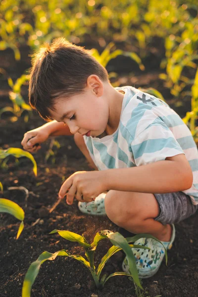 Kleiner Junge Beim Sonnenuntergang Maisfeld Glückliche Unbeschwerte Kindheit Das Kind — Stockfoto