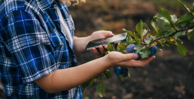 Çiftçi elleri, erik tarımında veri toplamak için dijital cep telefonu kullanıyor. Akıllı tarım konsepti. Elinde boş ekran cep telefonu var. Bunun için kavram