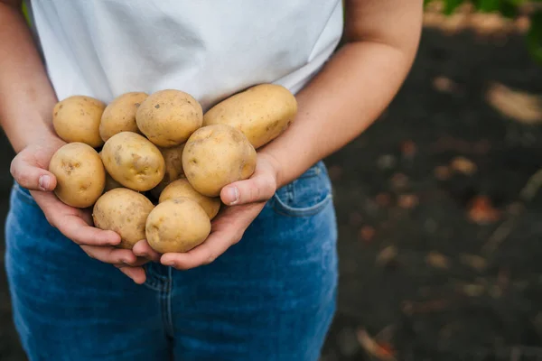 Großaufnahme Hält Sie Frische Erntekartoffeln Aus Dem Eigenen Garten Hause — Stockfoto