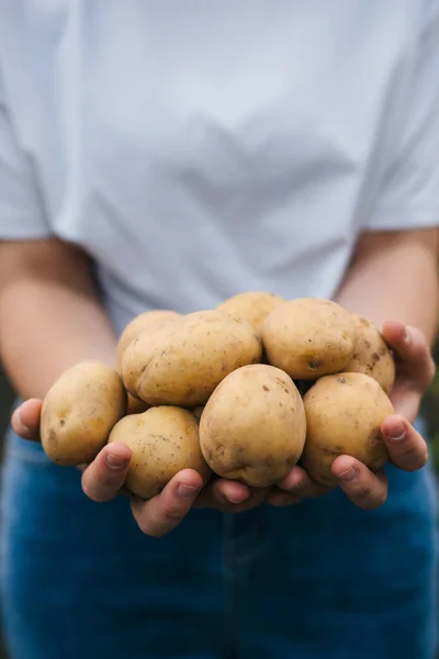 Ausgeschnittene Ansicht Von Frauenhänden Die Frisch Ausgehobene Kartoffeln Halten Herbsternte — Stockfoto