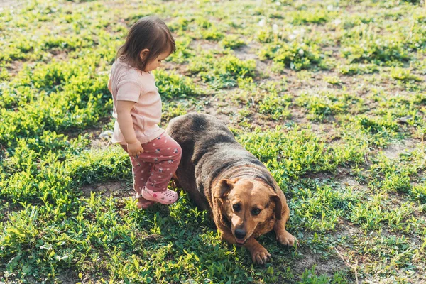 Mała Dziewczynka Jej Rasowy Pies Bawią Się Razem Zielonej Trawie — Zdjęcie stockowe