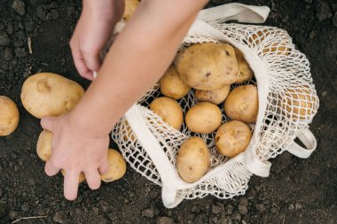 Kadın eli portresi. Tekstil çantasına taze patates koyuyor.. 