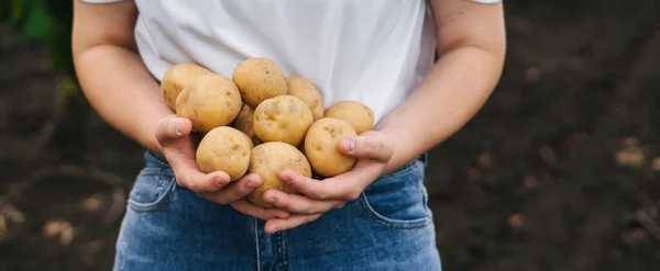 Kartoffelernte Den Händen Der Bäuerin Das Konzept Des Kritzelns Und — Stockfoto