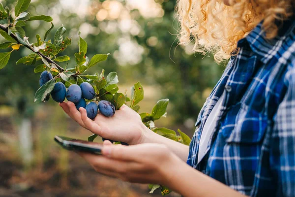 Frauenhände Mit Innovativer Intelligenter Technologie Für Das Pflaumenbaummanagement Agrarindustrie Digitales — Stockfoto