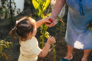 Küçük kız ve büyükannesi bahçede domates topluyor. Doğa tarımı. Sağlıklı çiftlik sağlıklı yiyecekler. Mutlu aile, çocukluk. Küçük bahçe.