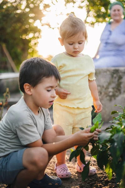 Bahçede Sebze Toplayan Iki Çocuklu Bir Aile Büyükbabamlarla Köyde Tatil — Stok fotoğraf