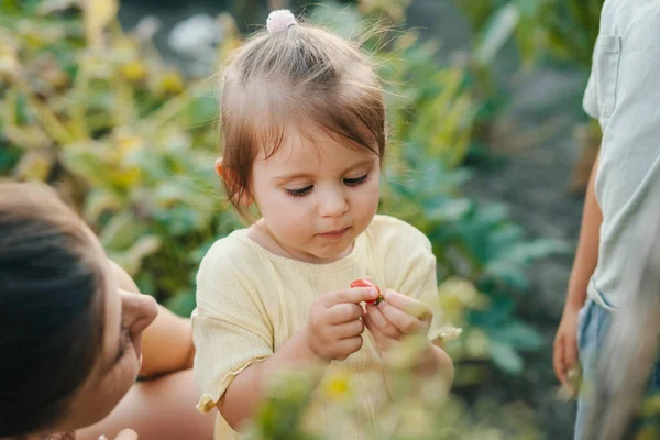 Küçük Kız Bahçede Durmuş Domates Topluyor Dikkatlice Inceliyor Organik Çiftlik — Stok fotoğraf