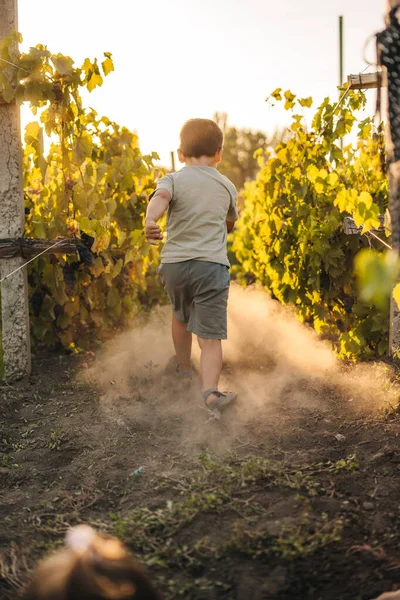 Junge Aus Der Rückansicht Läuft Tagsüber Einem Schönen Sommerlichen Weinberg — Stockfoto