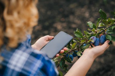 Dijital tablet üzerinde çalışan kadınların portresi meyve bahçesindeki organik erikleri inceliyor. Doğa tarımı. İşletme tarım bahçesi. İş uygulaması.