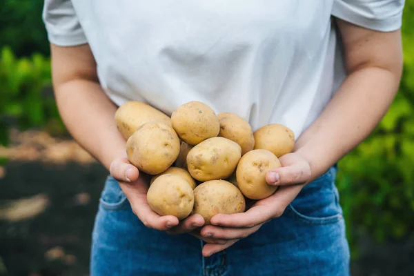 Frauen Hände Mit Einer Ernte Von Kartoffeln Frisch Aus Dem — Stockfoto