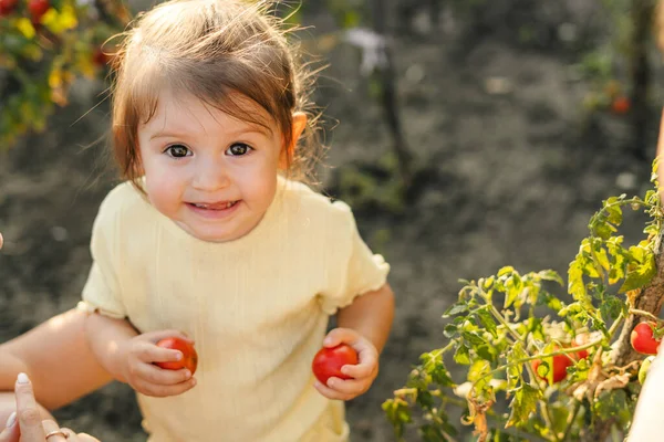 Kleines Lustiges Mädchen Das Draußen Tomaten Pflückt Und Den Sonnigen — Stockfoto