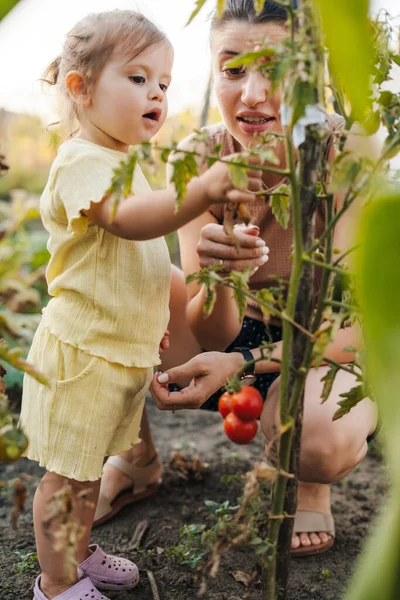 Glückliches Kaukasisches Mädchen Das Mit Seiner Mutter Garten Tomaten Erntet — Stockfoto