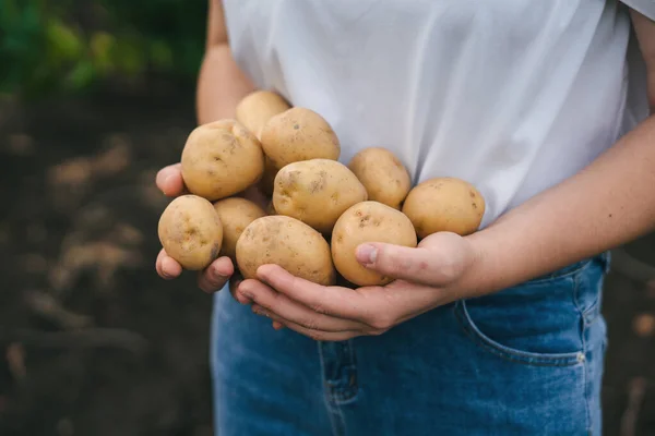 Bäuerinnen Halten Ein Paar Selbst Angebaute Bio Kartoffeln Den Händen — Stockfoto
