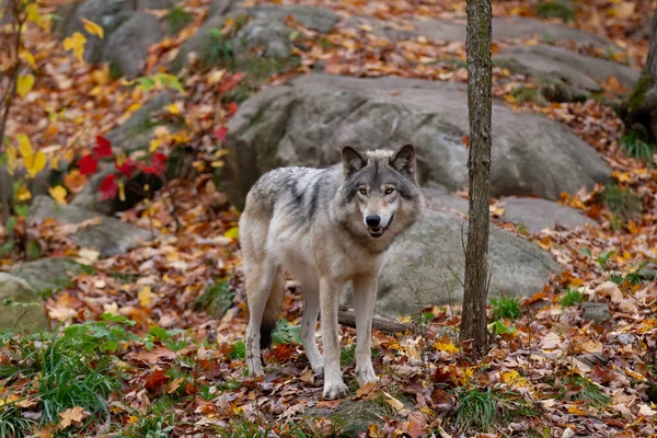 在加拿大秋天的雨天 一只孤独的木材狼或灰狼卡尼斯狼獾站在岩石悬崖上 — 图库照片