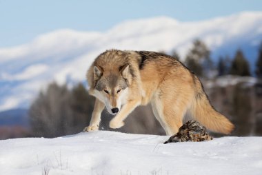 Tundra Kurdu (Canis lupus albus) kış karlarında arka planda dağlarla yürüyor