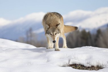 Tundra Kurdu (Canis lupus albus) kış karlarında arka planda dağlarla yürüyor