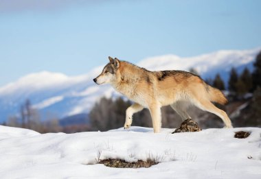 Tundra Kurdu (Canis lupus albus) kış karlarında arka planda dağlarla yürüyor