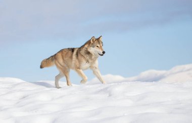Tundra Wolf (Canis lupus albus) kış karlarında arka planda dağlarla birlikte koşar.