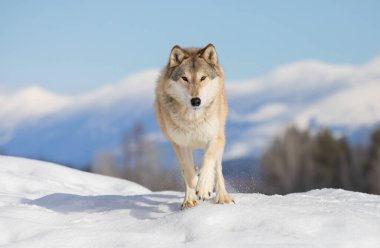 Tundra Wolf (Canis lupus albus) kış karlarında arka planda dağlarla birlikte koşar.