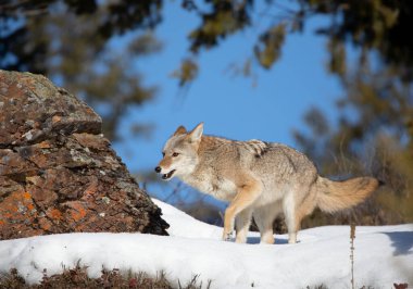 Yalnız bir çakal (Canis Latrans) kışın karda yürüyor ve avlanıyor