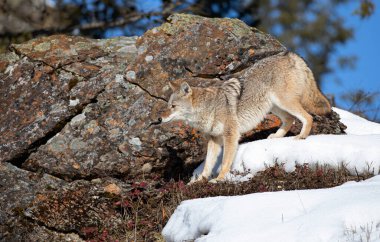 Yalnız bir çakal (Canis Latrans) kışın karda yürüyor ve avlanıyor