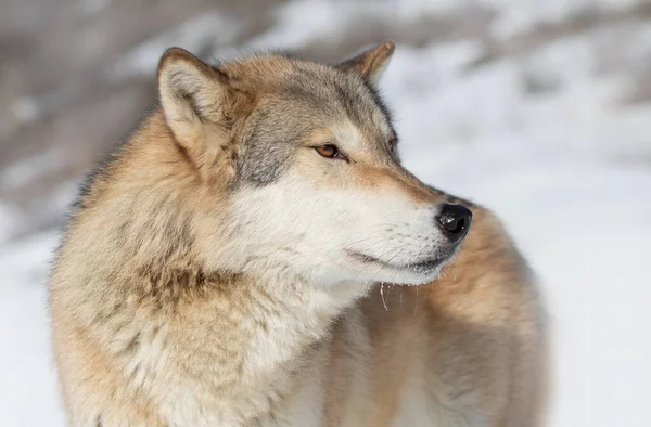 Tundra Wolf (Canis lupus albus), arka planda dağlarla birlikte kış karına yakın çekim yapar.