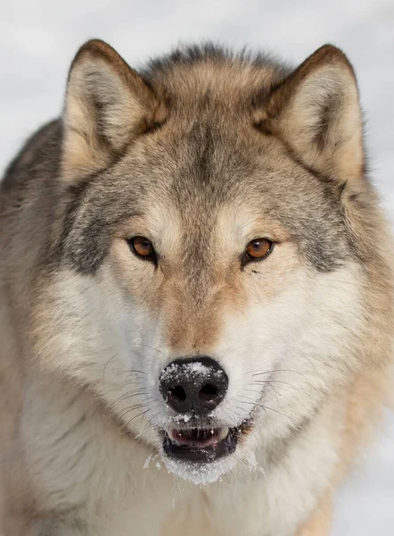 Tundra Wolf Canis Lupus Albus Närbild Vintern Snö Med Bergen — Stockfoto