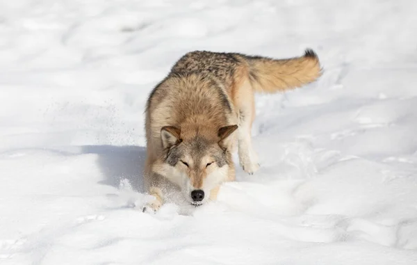 Tundra Wolf Canis Lupus Albus Wandelen Winter Sneeuw Met Bergen — Stockfoto
