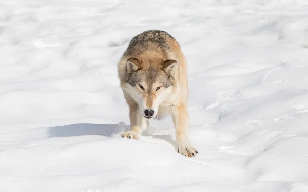 Tundra Wolf Canis Lupus Albus Wandelen Winter Sneeuw Met Bergen — Stockfoto