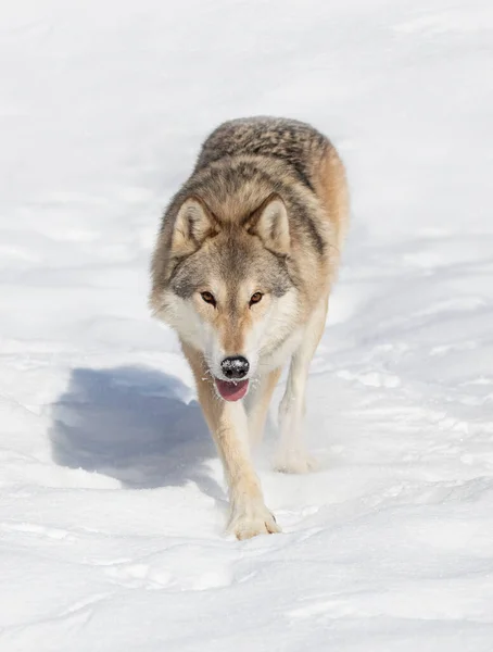 Tundra Kurdu Canis Lupus Albus Kış Karlarında Arka Planda Dağlarla — Stok fotoğraf