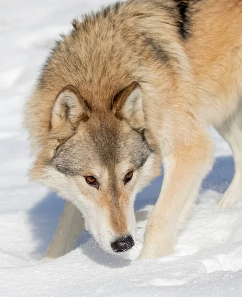 Tundra Wolf Canis Lupus Albus Dicht Winter Sneeuw Met Bergen — Stockfoto