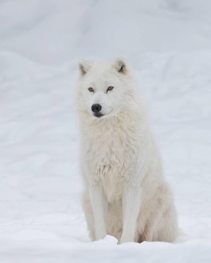 Kuzey Kutup Kurdu Kanada 'da kış karında oturuyor
