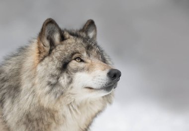 Yalnız bir Timber Kurdu veya Gri Kurt Deri Lupusu Kanada 'da kış karında beyaz arka planda yalıtılmış bir şekilde yürüyor.