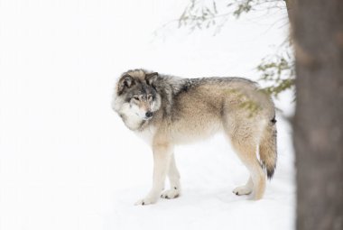 Yalnız bir Timber Kurdu veya Gri Kurt Deri Lupusu Kanada 'da kış karında beyaz arka planda yalıtılmış bir şekilde yürüyor.