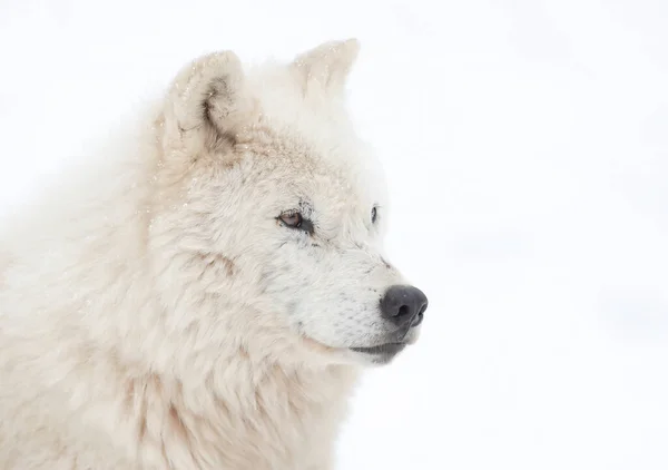 Arctische Wolf Geïsoleerd Witte Achtergrond Close Winter Sneeuw Canada — Stockfoto