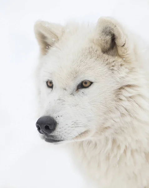 Arktický Vlk Izolované Bílém Pozadí Detailní Záběr Zimním Sněhu Kanadě — Stock fotografie
