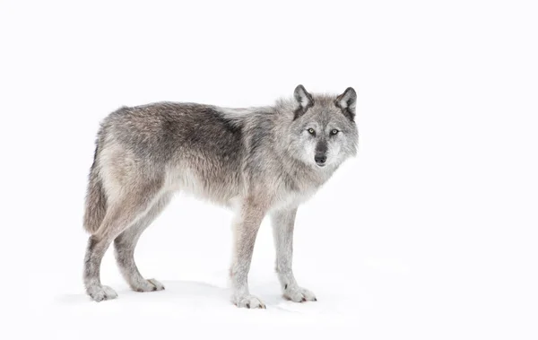 Ein Einsamer Schwarzer Wolf Der Winterschnee Kanada Wandelt — Stockfoto