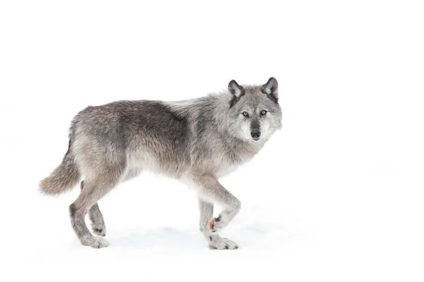 Ein Einsamer Schwarzer Wolf Der Winterschnee Kanada Wandelt — Stockfoto