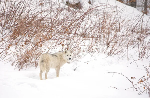 Arktický Vlk Kráčející Zimním Sněhu Kanadě — Stock fotografie